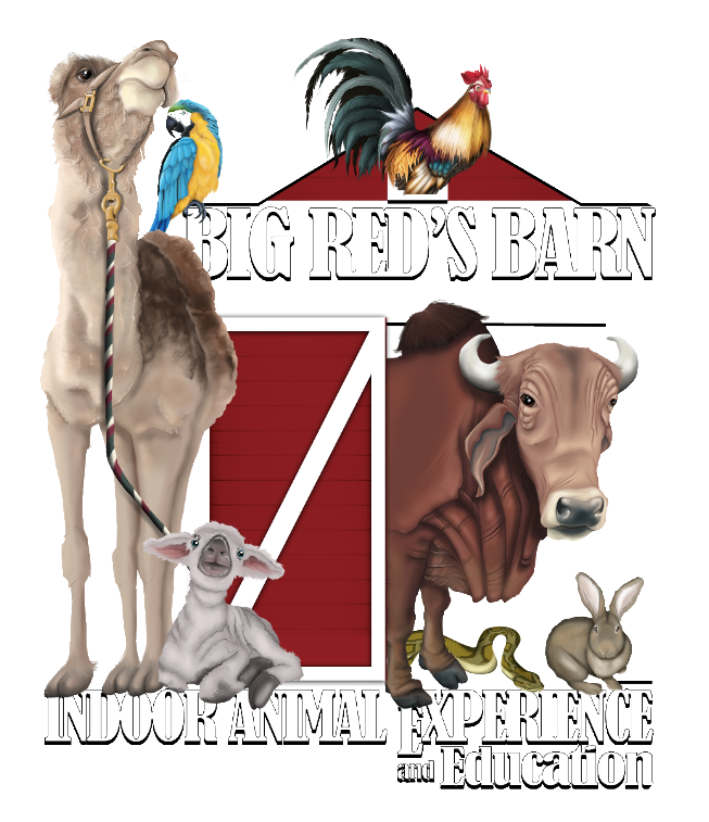 Big Red's Barn logo