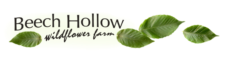 Beech Hollow Wildflower Farm logo